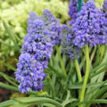 Buy Muscari armeniacum 'Blue Spike' Bulbs online UK