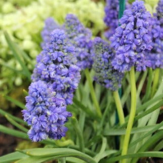 Buy Muscari armeniacum 'Blue Spike' Bulbs online UK