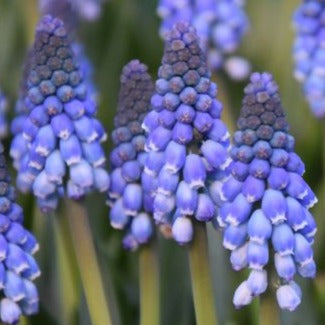 Buy Muscari armeniacum 'Carola' Bulbs online UK