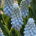 Buy Muscari armeniacum 'Esther' Bulbs online UK