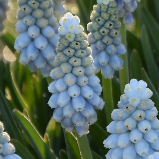 Buy Muscari armeniacum 'Esther' Bulbs online UK
