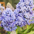 Buy Muscari armeniacum 'Fantasy Creation' Bulbs online UK