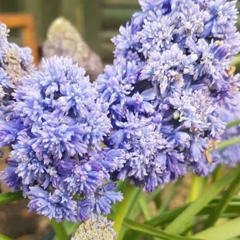 Buy Muscari armeniacum 'Fantasy Creation' Bulbs online UK
