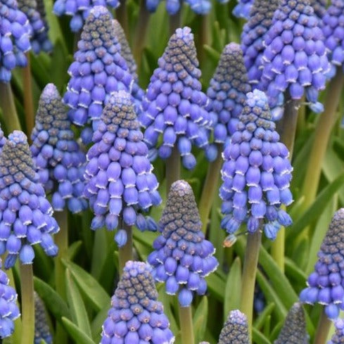 Buy Muscari armeniacum 'Lindsay' Bulbs online UK