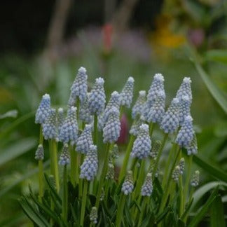 Buy Muscari armeniacum 'Manon' Bulbs online UK