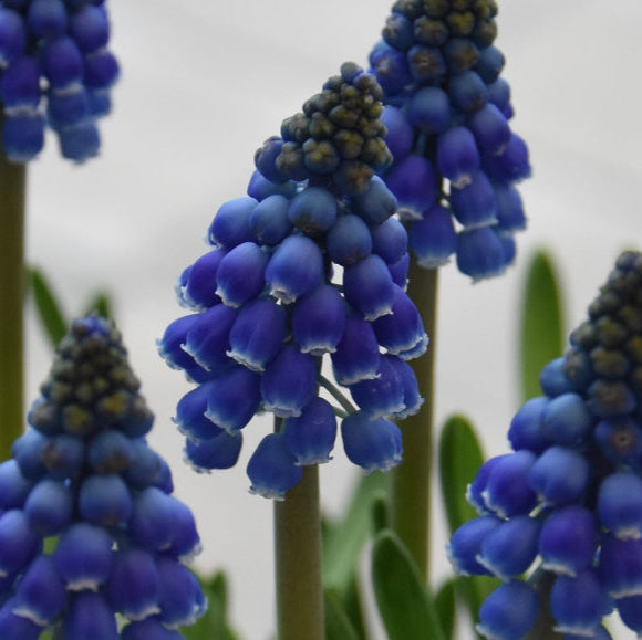 Buy Muscari armeniacum 'Marleen' Bulbs online UK