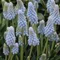 Buy Muscari armeniacum 'Peppermint' Bulbs online UK