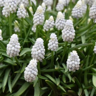Buy Muscari armeniacum 'Siberian Tiger' Bulbs online UK