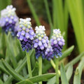 Buy Muscari armeniacum 'Touch of Snow' Bulbs online UK
