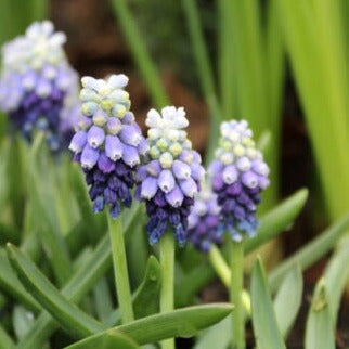 Buy Muscari armeniacum 'Touch of Snow' Bulbs online UK