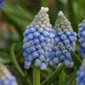 Buy Muscari aucheri 'Ocean Magic' Bulbs online UK