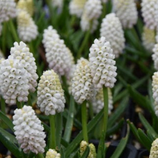 Buy Muscari aucheri 'White Magic' Bulbs online UK