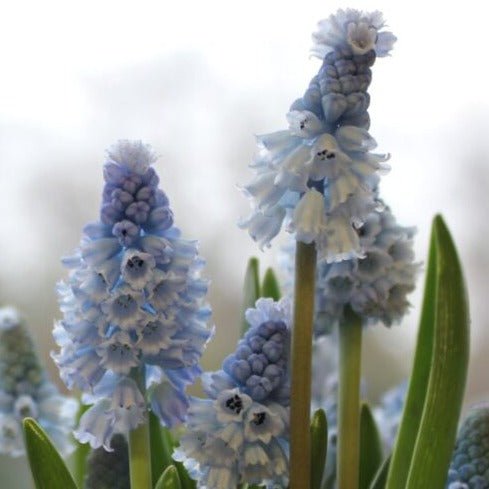 Buy Muscari azureum (Azure Grape Hyacinth) Bulbs online UK