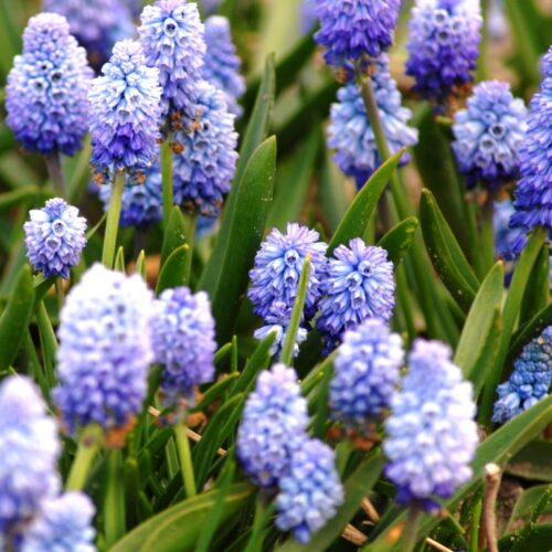 Buy Muscari botryoides 'Superstar' Bulbs online UK