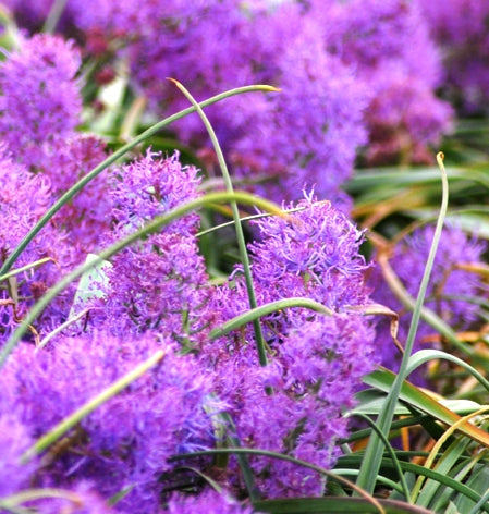 Buy Muscari comosum 'Plumosum' (Feather Grape Hyacinth) Bulbs online UK