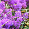 Buy Muscari comosum (Tassel Hyacinth) Bulbs online UK