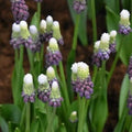 Buy Muscari latifolium 'Grape Ice' Bulbs online UK