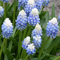 Buy Muscari 'Mountain Lady' Bulbs online UK