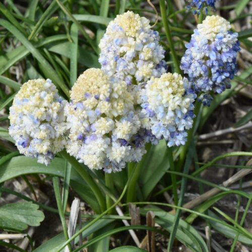 Buy Muscari 'Nature's Beauty' Bulbs online UK