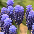 Buy Muscari 'Night Eyes' Bulbs online UK