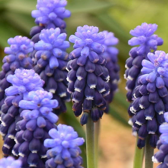 Buy Muscari 'Night Eyes' Bulbs online UK