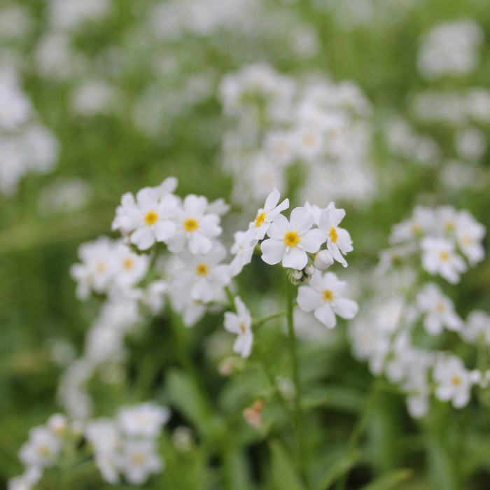 Buy Myosotis scorpioides 'Snowflakes' (White Water Forget-Me-Not) online UK