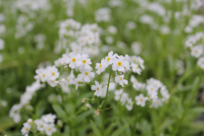 Buy Myosotis scorpioides 'Snowflakes' (White Water Forget-Me-Not) online UK