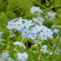 Buy Myosotis scorpioides (Water Forget-Me-Not) online UK