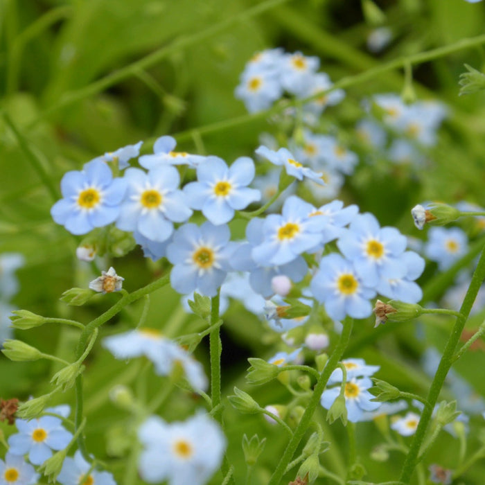 Buy Myosotis scorpioides (Water Forget-Me-Not) online UK