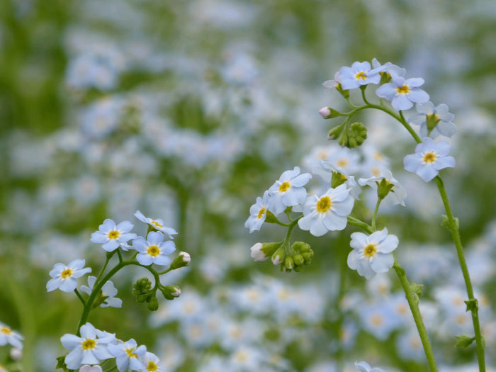 Buy Myosotis scorpioides (Water Forget-Me-Not) online UK