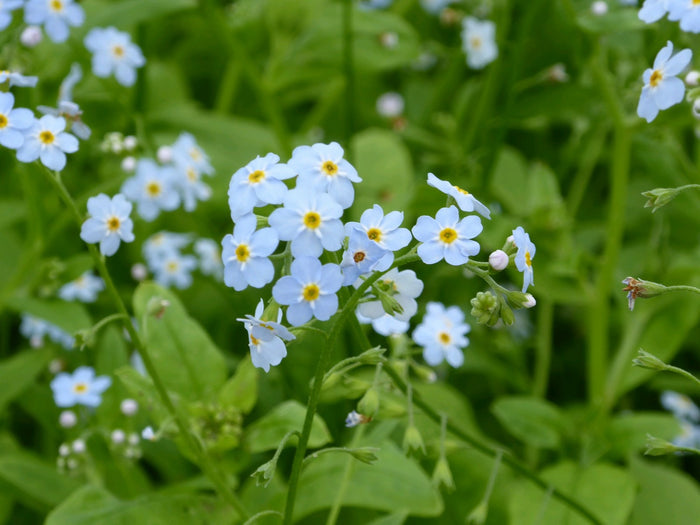 Buy Myosotis scorpioides (Water Forget-Me-Not) online UK