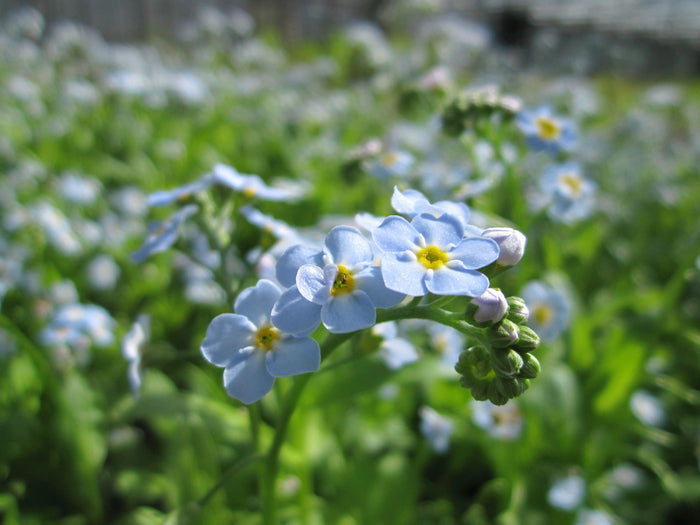 Buy Myosotis scorpioides (Water Forget-Me-Not) online UK
