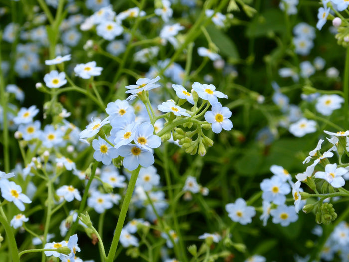 Buy Myosotis scorpioides (Water Forget-Me-Not) online UK