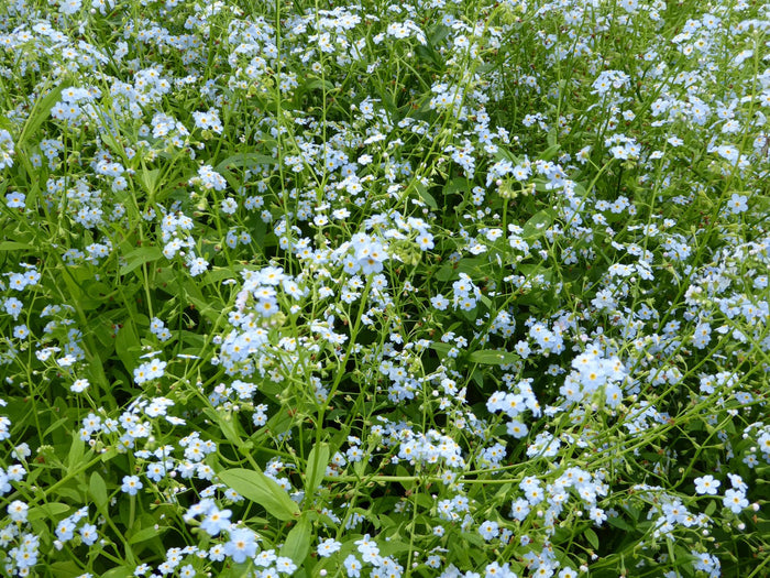 Buy Myosotis scorpioides (Water Forget-Me-Not) online UK