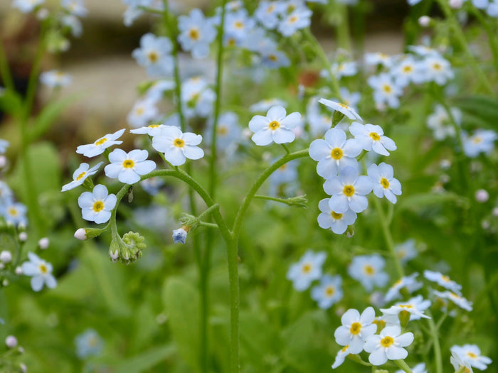 Buy Myosotis scorpioides (Water Forget-Me-Not) online UK