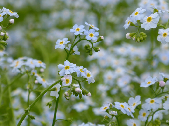 Buy Myosotis scorpioides (Water Forget-Me-Not) online UK