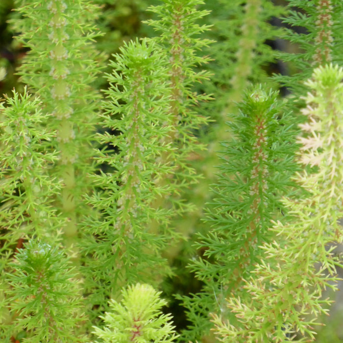 Buy Myriophyllum crispatum (Upright Water Milfoil) online UK