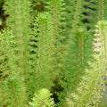Buy Myriophyllum crispatum (Upright Water Milfoil) online UK