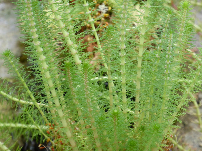 Buy Myriophyllum crispatum (Upright Water Milfoil) online UK