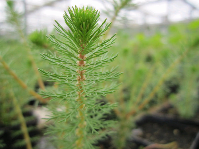 Buy Myriophyllum crispatum (Upright Water Milfoil) online UK
