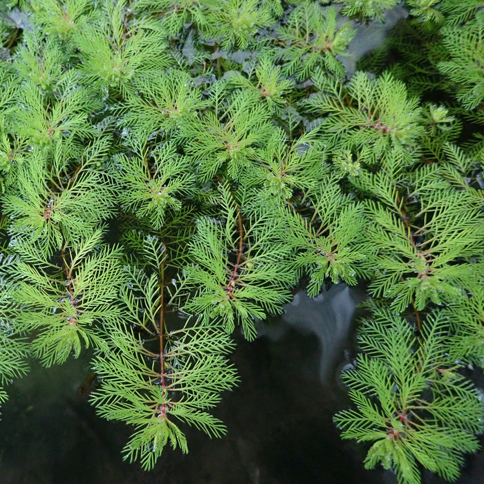 Myriophyllum rubricaule (Red Stemmed Parrot's Feather)