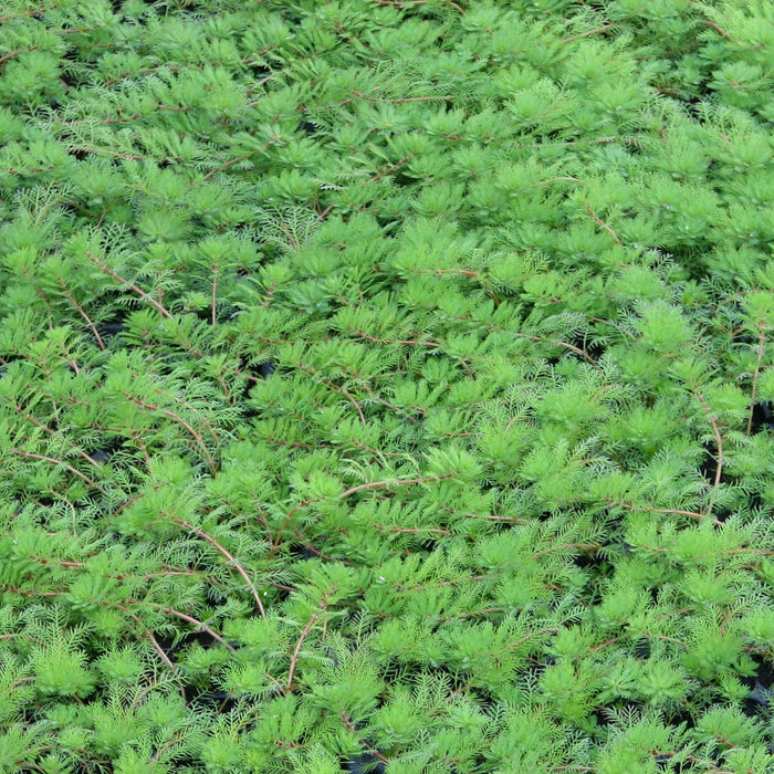Myriophyllum rubricaule (Red Stemmed Parrot's Feather)