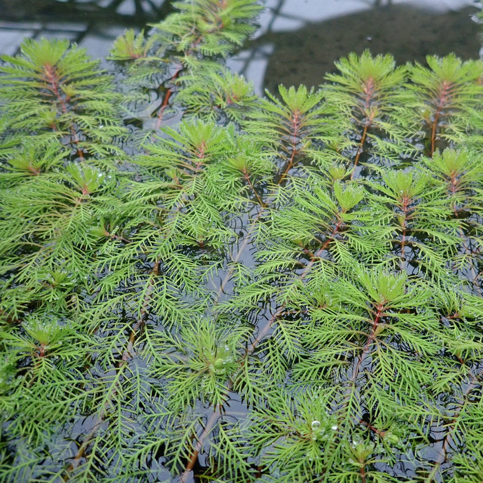 Myriophyllum rubricaule (Red Stemmed Parrot's Feather)