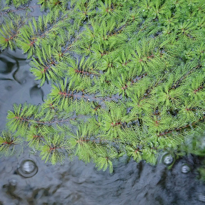 Myriophyllum rubricaule (Red Stemmed Parrot's Feather)