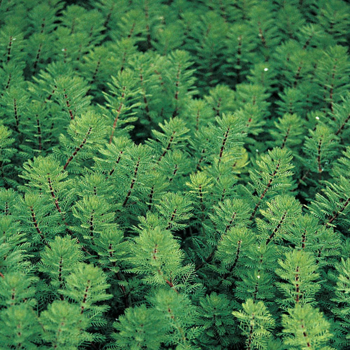 Myriophyllum rubricaule (Red Stemmed Parrot's Feather)
