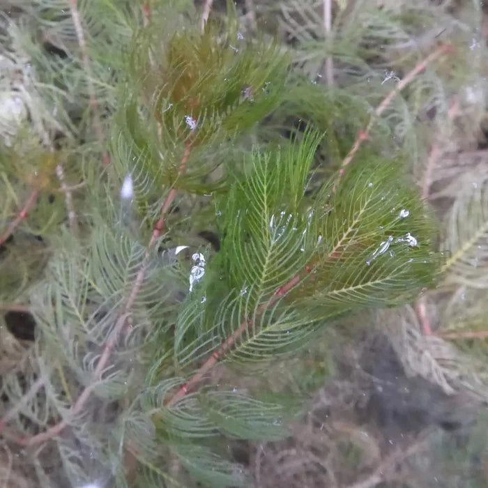 Buy Myriophyllum spicatum (Spiked Water Milfoil) online UK
