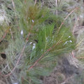 Buy Myriophyllum spicatum (Spiked Water Milfoil) online UK