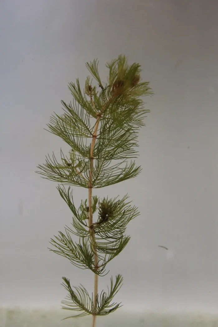 Buy Myriophyllum spicatum (Spiked Water Milfoil) online UK