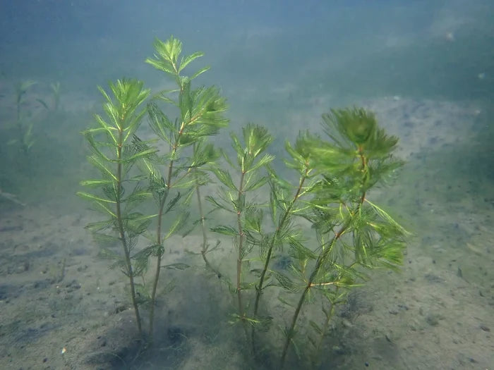 Buy Myriophyllum spicatum (Spiked Water Milfoil) online UK