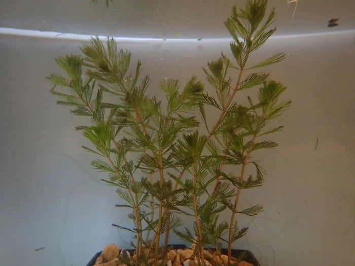 Buy Myriophyllum spicatum (Spiked Water Milfoil) online UK